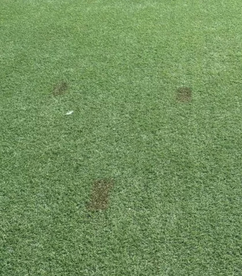 Stains on an old turf in Vegas.