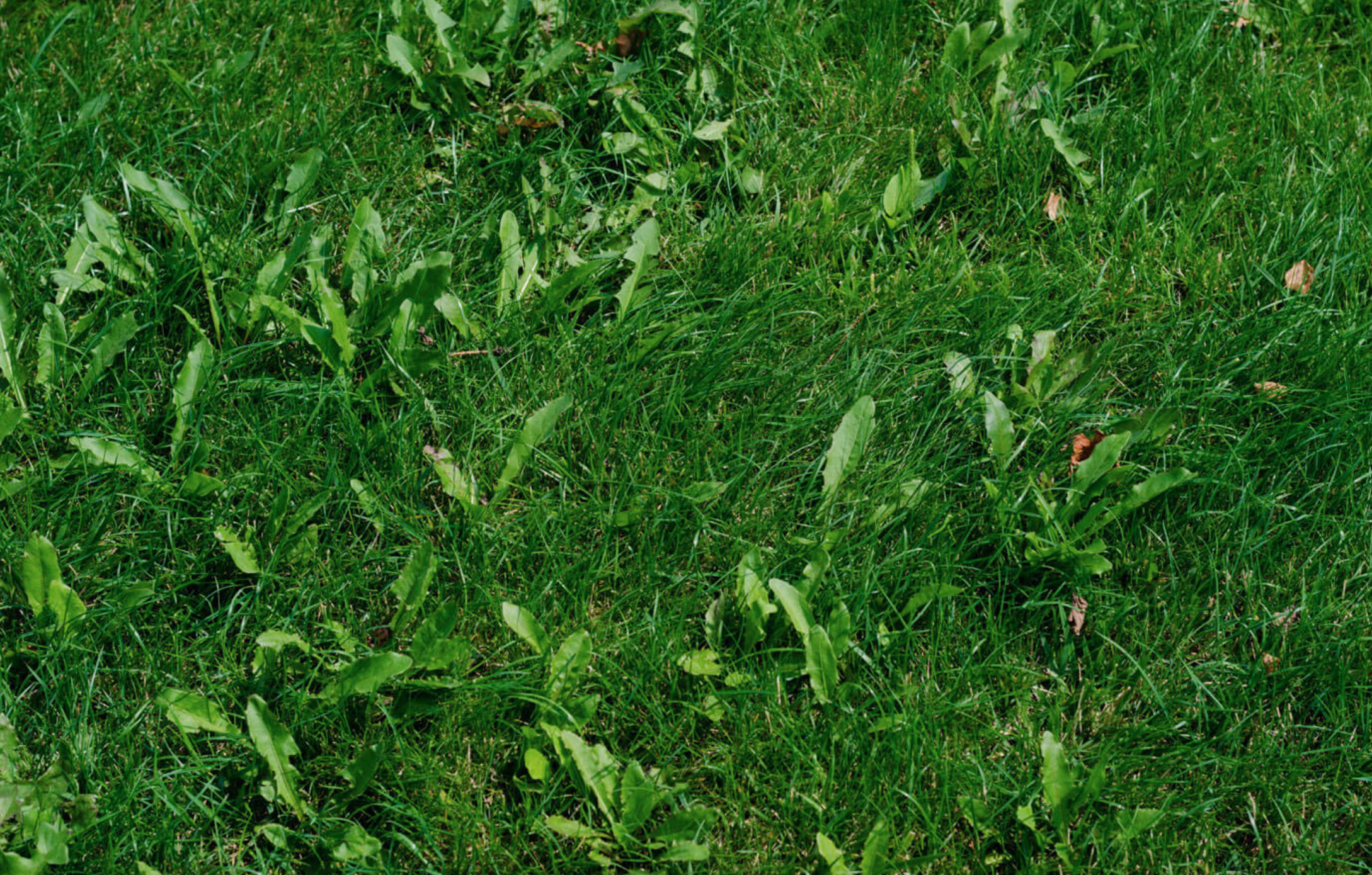 Weeds coming through turf.